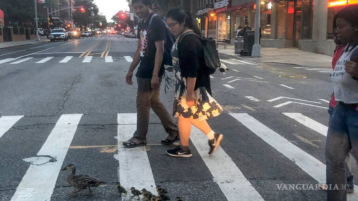 $!Equipo SWAT rescata a patitos de una alcantarilla en Nueva York