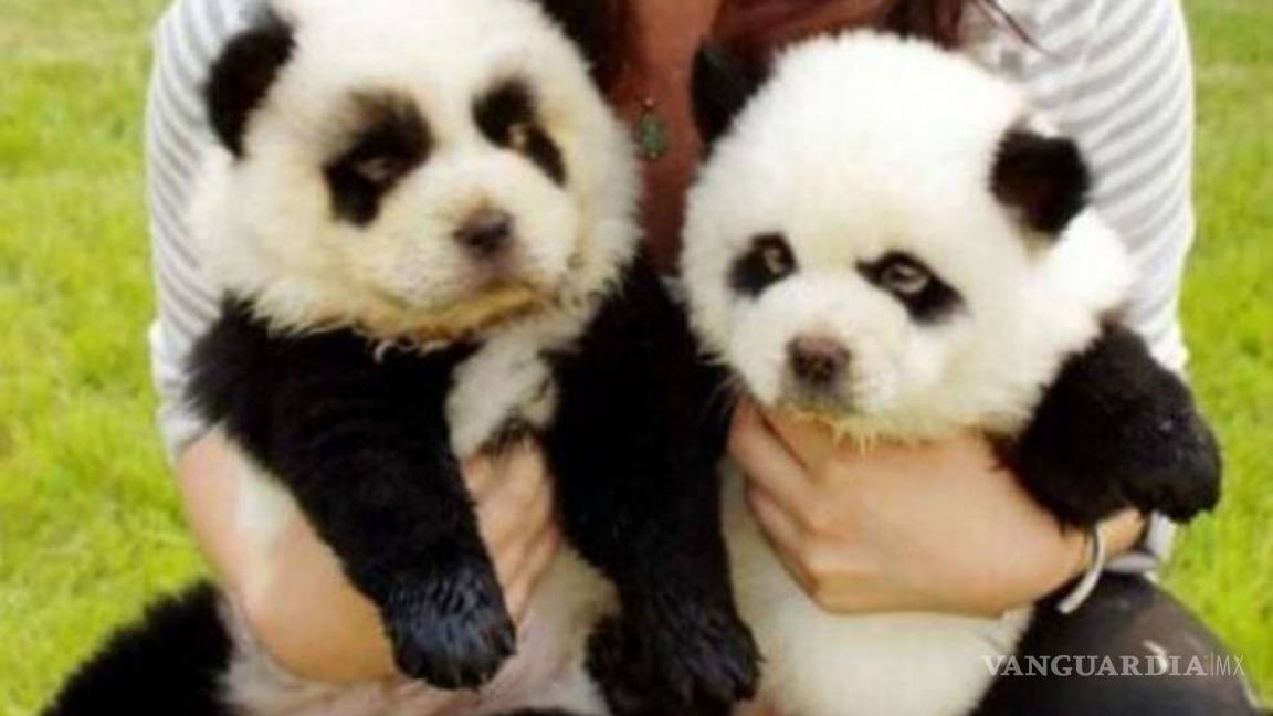 $!Perro de color verde desata polémica por maltrato animal, ¿tintes hacen daño o no?