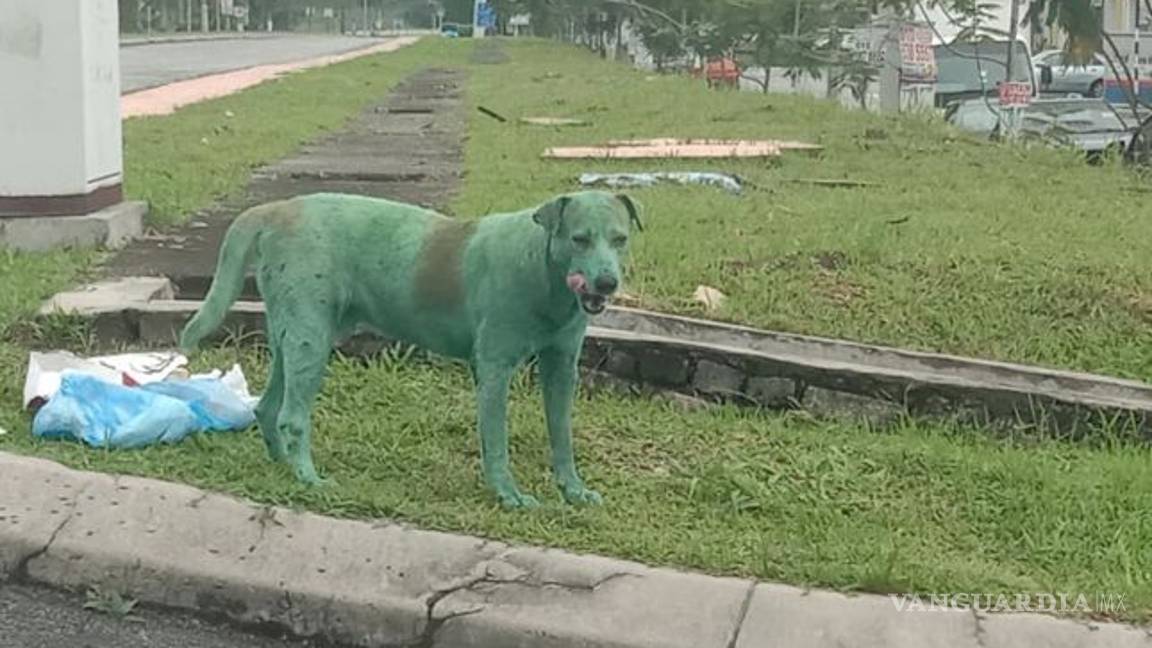 $!Perro de color verde desata polémica por maltrato animal, ¿tintes hacen daño o no?