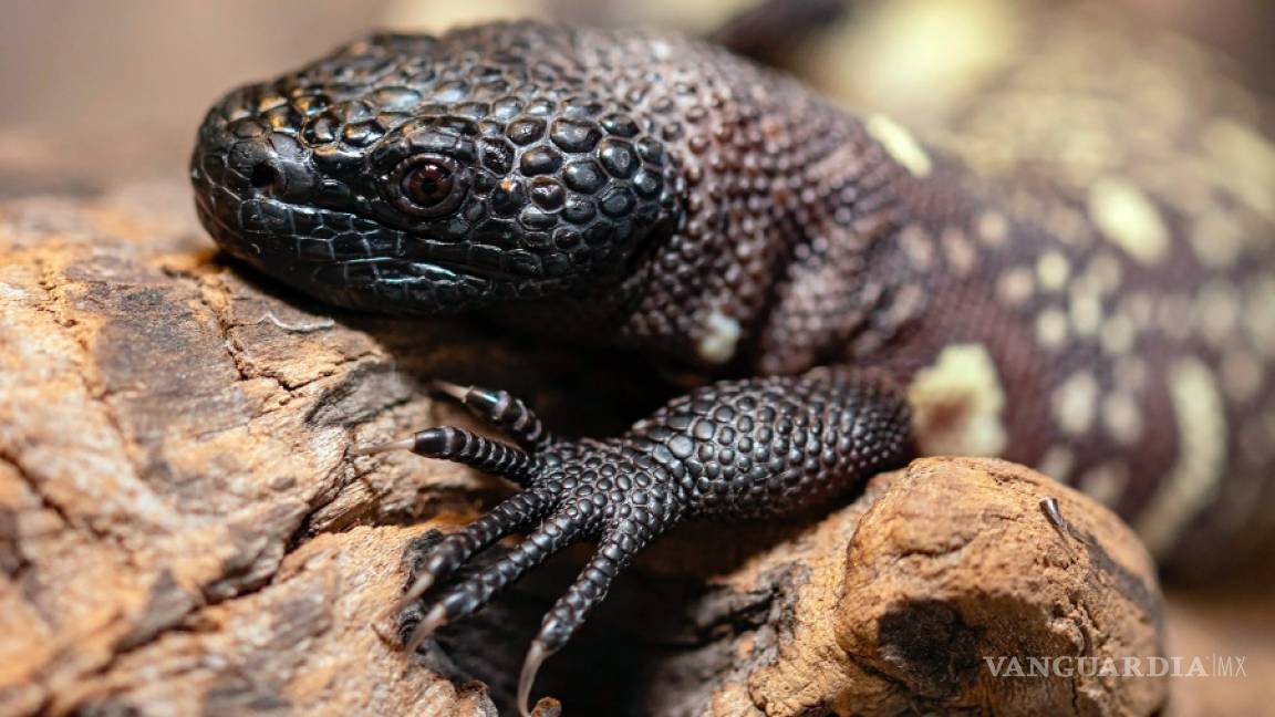 Dos lagartos moteados mexicanos nacen en un zoológico de Polonia