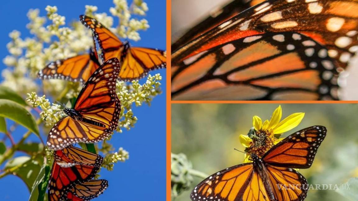 Fotógrafos saltillenses captan paso de Mariposa Monarca por la ciudad; imágenes se hacen virales