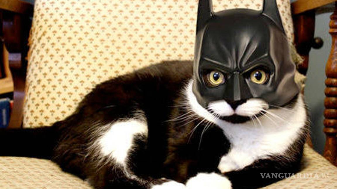 $!Ideas para disfraces de Halloween... ¡tu mascota lucirá adorable!