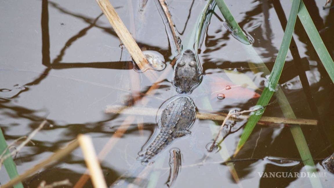 $!Así destruyeron el manglar de Tajamar, en Quintana Roo