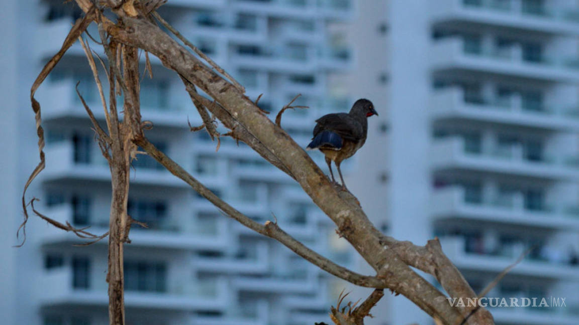 $!Así destruyeron el manglar de Tajamar, en Quintana Roo