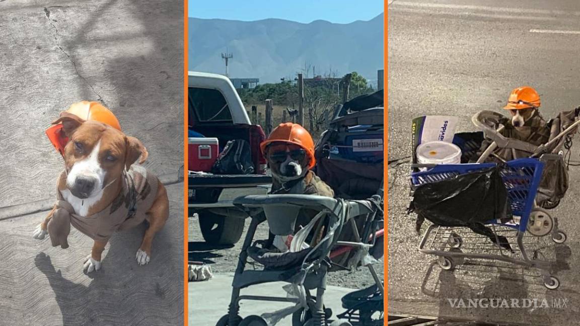 ‘Fantasma’, el perrito que se viralizó en Saltillo por acompañar a su dueño al trabajo