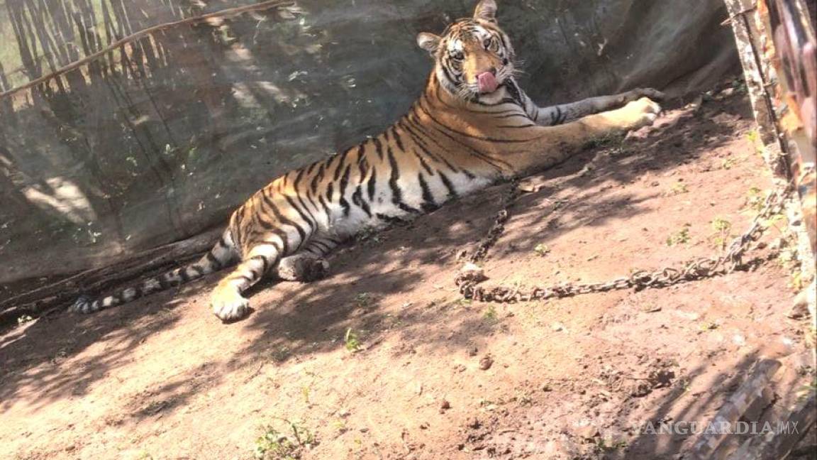 Tigresa deambulaba en Sinaloa, soldados la amarran; no puede ser rescatada por las balaceras