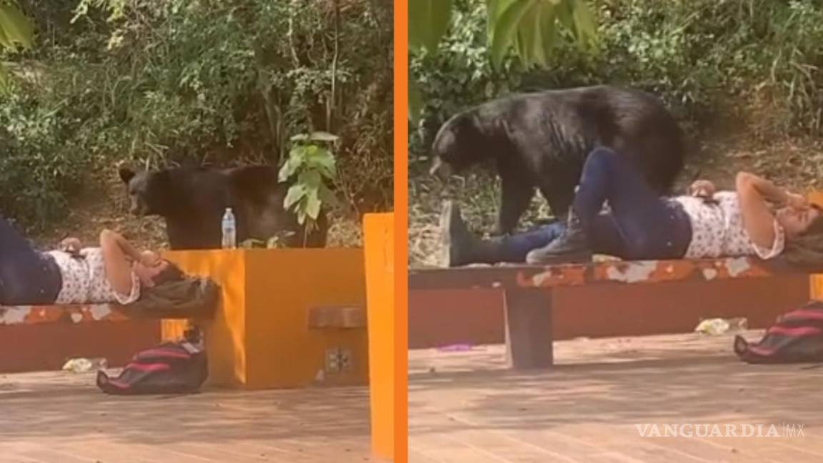Si no me muevo, no me ve; oso asusta a joven estudiante de Nuevo León (video)