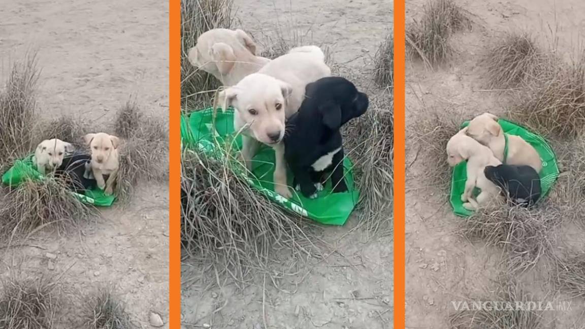 Ramos Arizpe: sin importar el frío, abandonan a 3 cachorritos en lote baldío; joven pide ayuda para rescatarlos (video)
