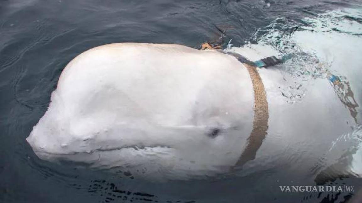 Sospechan que Gobierno de Putin está entrenando ballenas para espiar las costas de otros países