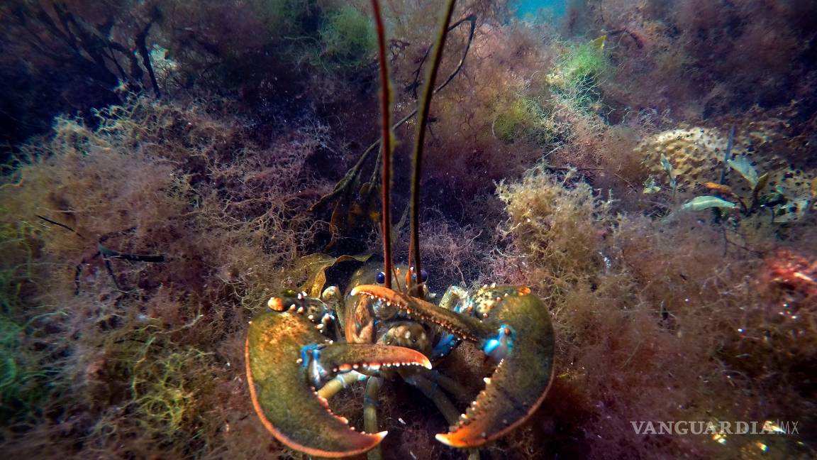 $!Calentamiento global reducirá la fauna marina