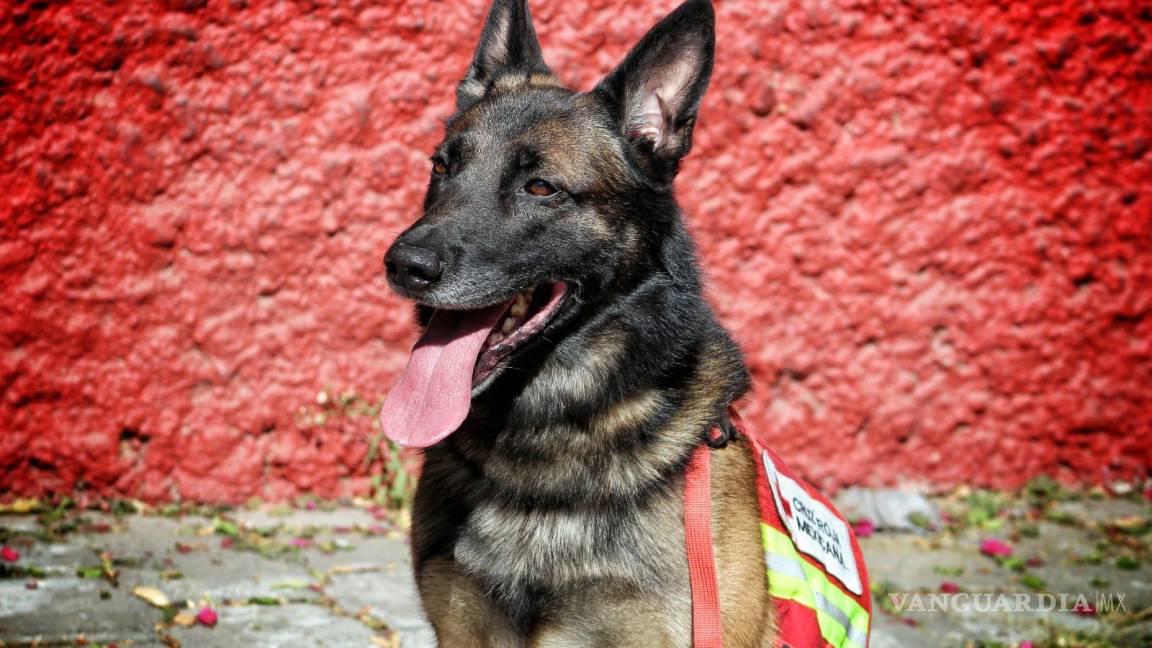 Balam, Orly, July, Rex los perritos rescatistas de la Cruz Roja Mexicana que ayudarán en Turquía