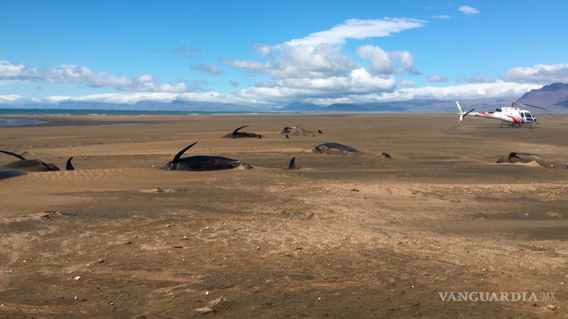 $!50 ballenas piloto son encontradas muertas Islandia