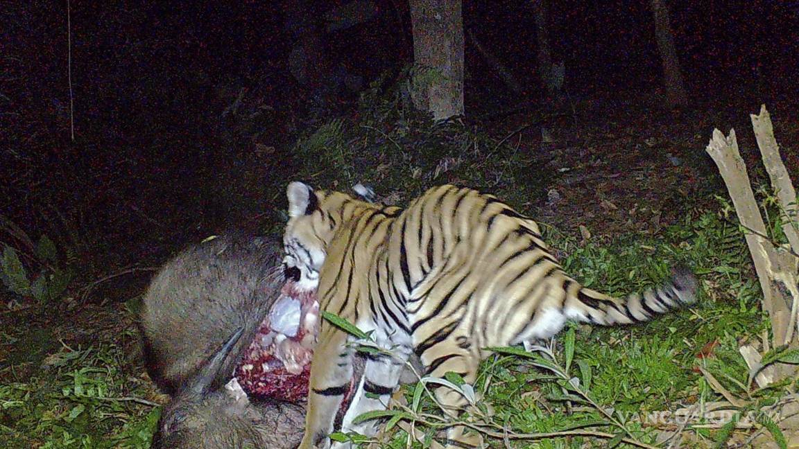 $!En esta foto tomada con una cámara trampa, un tigre de tres patas camina por la jungla en el Parque Nacional Khao Laem en Kanchanaburi, Tailandia. AP/Freeland/IUCN