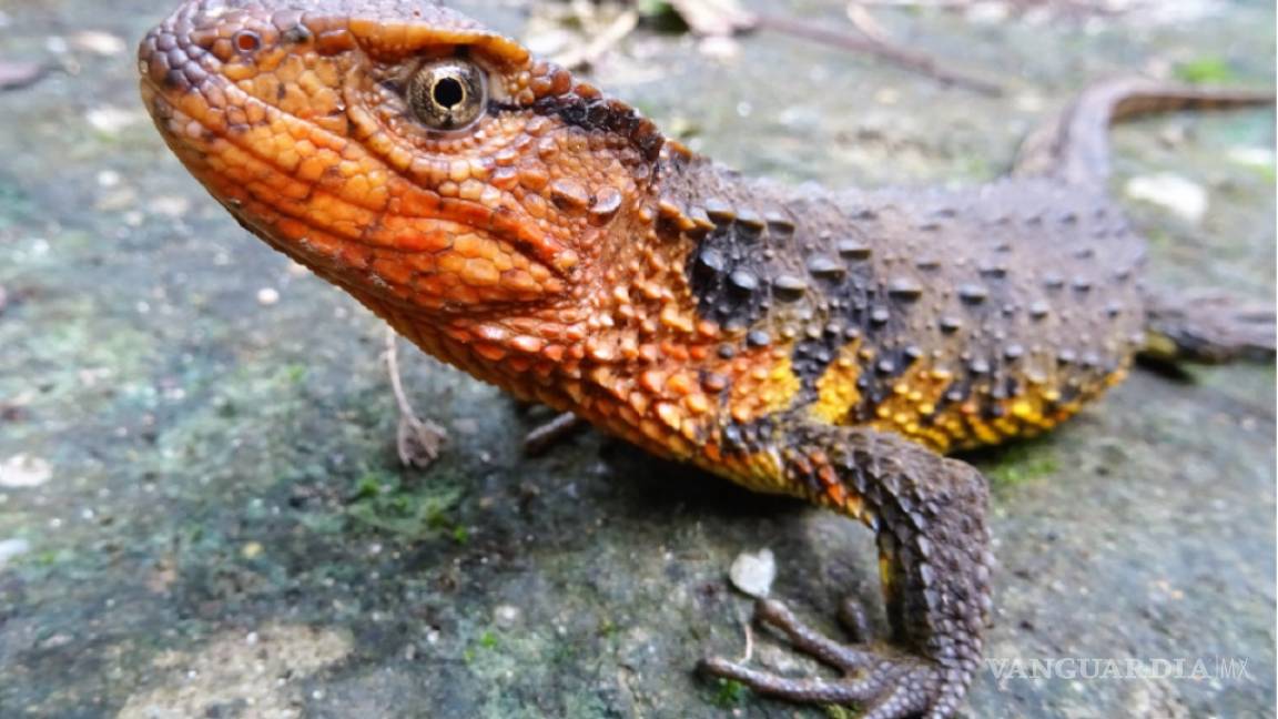 Descubren 115 nuevas especies de animales y plantas en el sudeste asiático