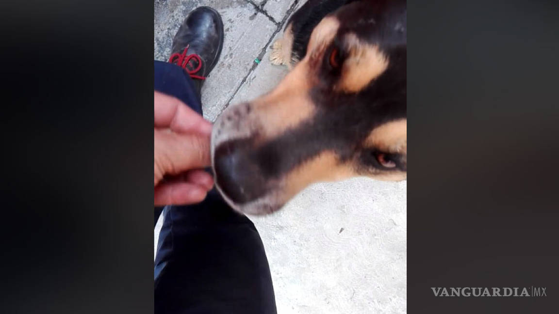 Video del perrito que pide dinero para 'comprar' su comida ya ha sido compartido más de ¡400 mil veces!