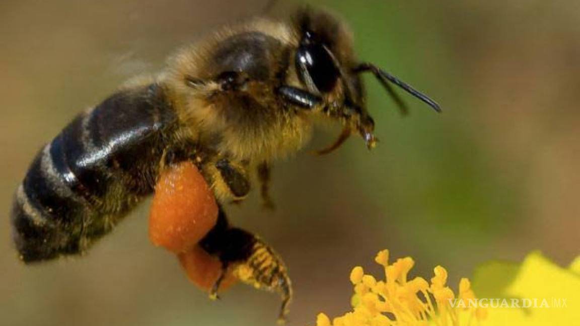 Guanajuato contará con una ley única en México para el cuidado de la abejas; matar a una costaría 8 mil pesos