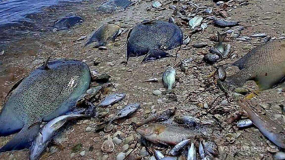 $!Se calcula que son más de 6 toneladas las que han recalado solo en esta zona de la costa yucateca, de todos los tamaños