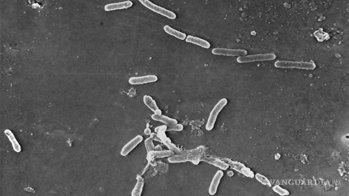 Superbacterias, resistentes a los antibióticos, causan más de 1.2 millones de muertes
