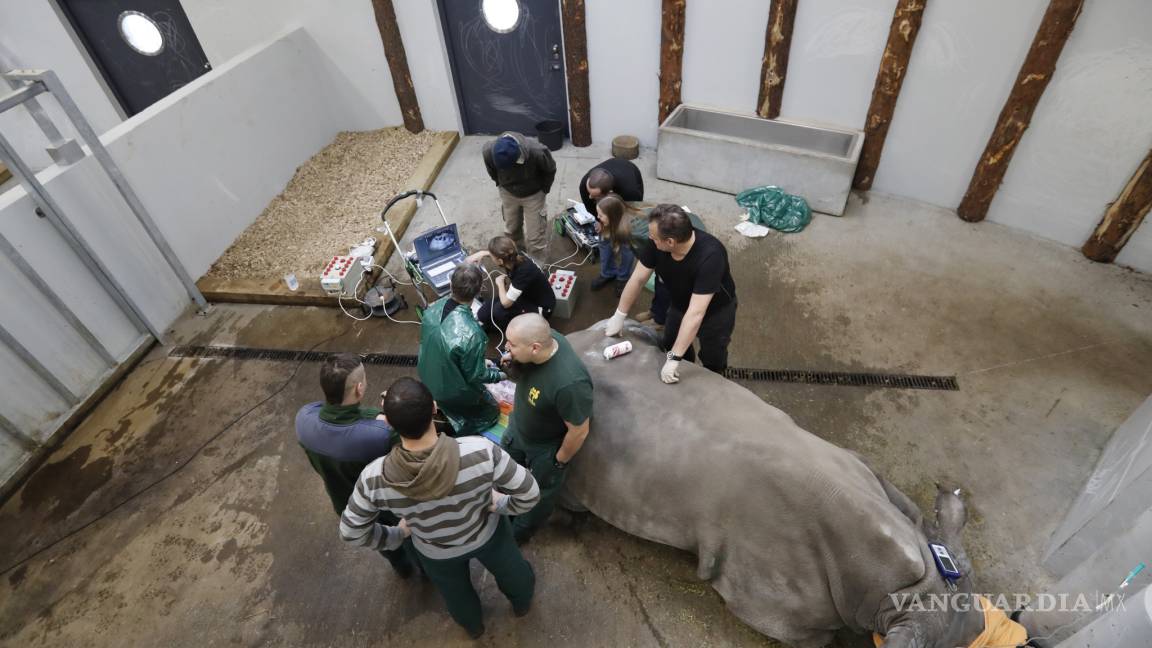 $!Para salvar especie fertilizan in vitro a rinoceronta