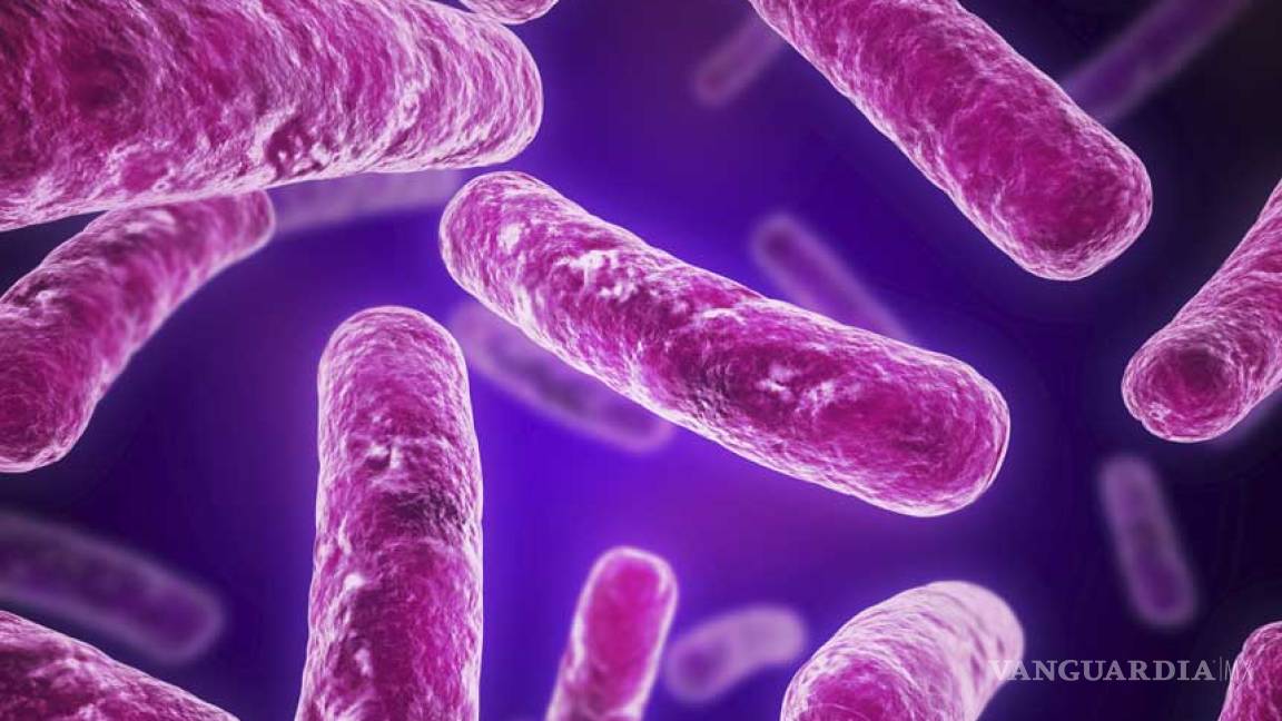 E. Coli: La bacteria peligrosa