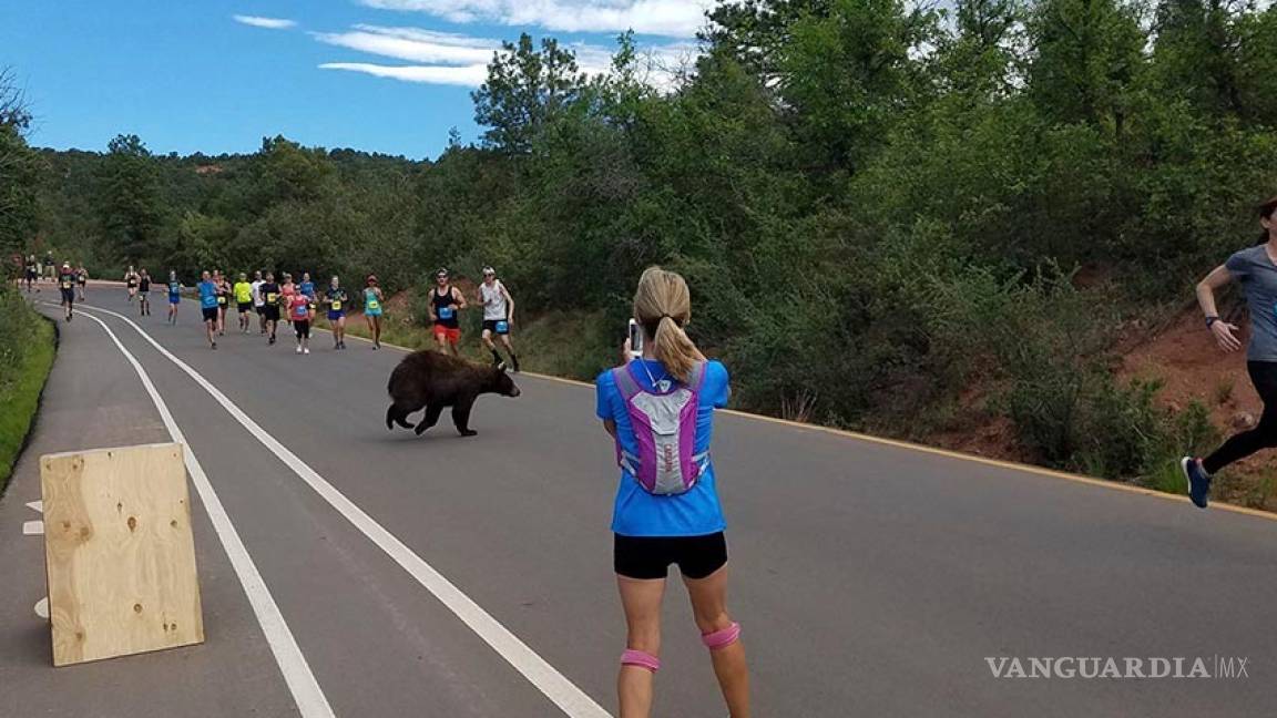 Oso se une a carrera en EU