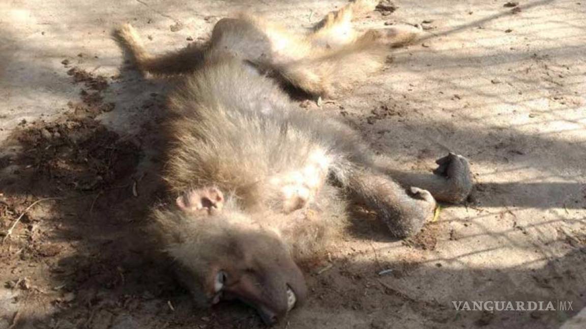 Catean zoológico en Reynosa, encuentran un mono muerto y droga