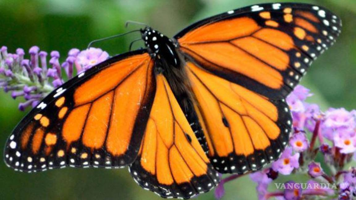 $!El programa Correo Real es una red de personas y colaboradores que realizan actividades de educación ambiental y conciencia ciudadana.