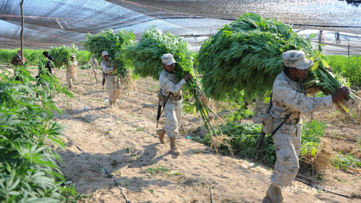 Hallan plantío de mariguana de cinco hectáreas en Ensenada