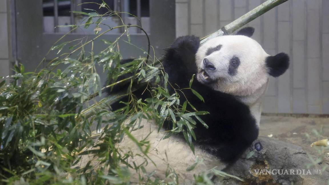 $!Este panda será llevado el próximo martes a China.
