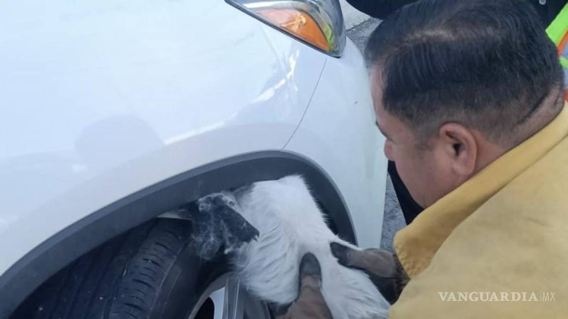 $!La felina fue extraída de la fascia del automovil sin resultar herida.