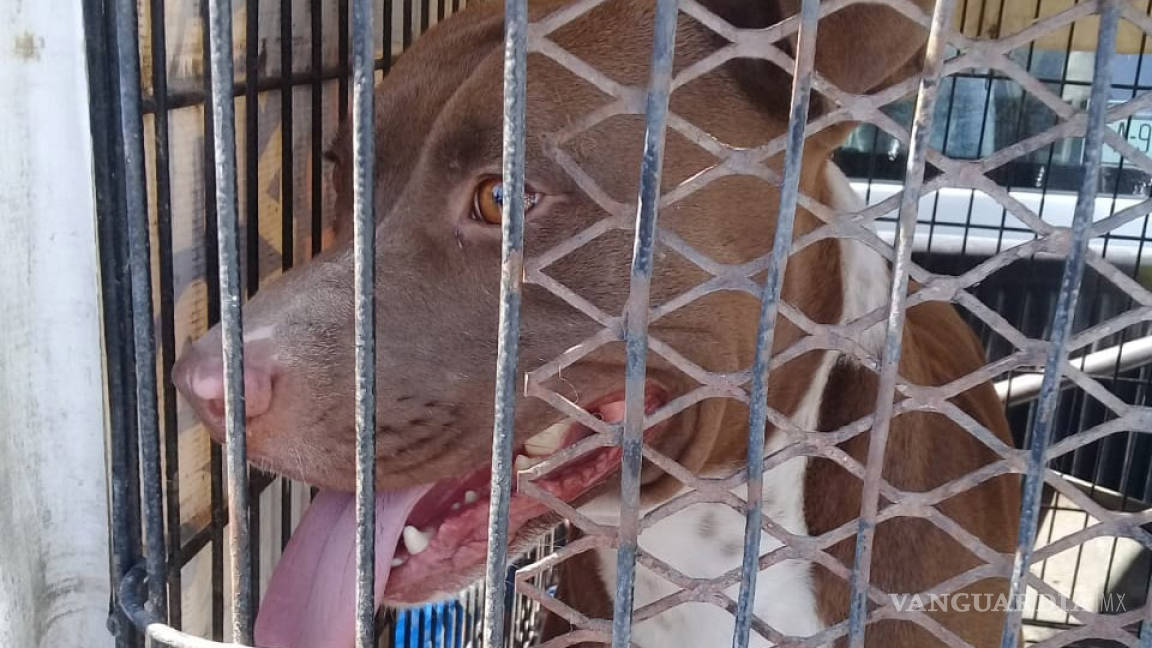 Perro pitbull muerde a niño de Monclova, Coahuila