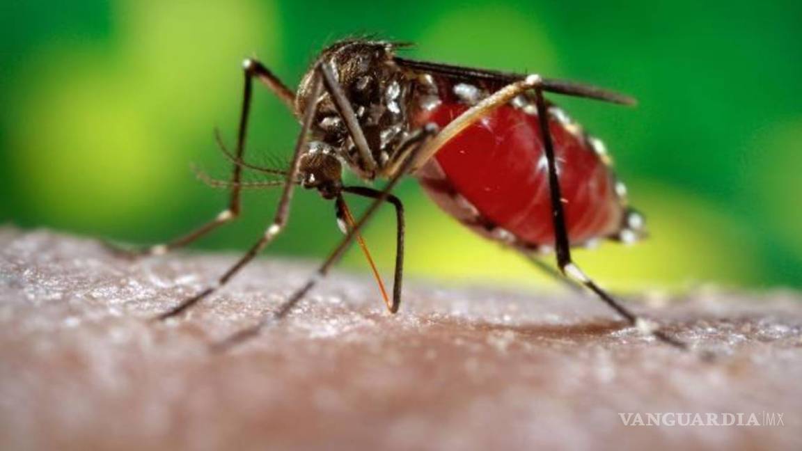 No solo el coronavirus... dengue, zika y sarampión amenazan la salud de los mexicanos