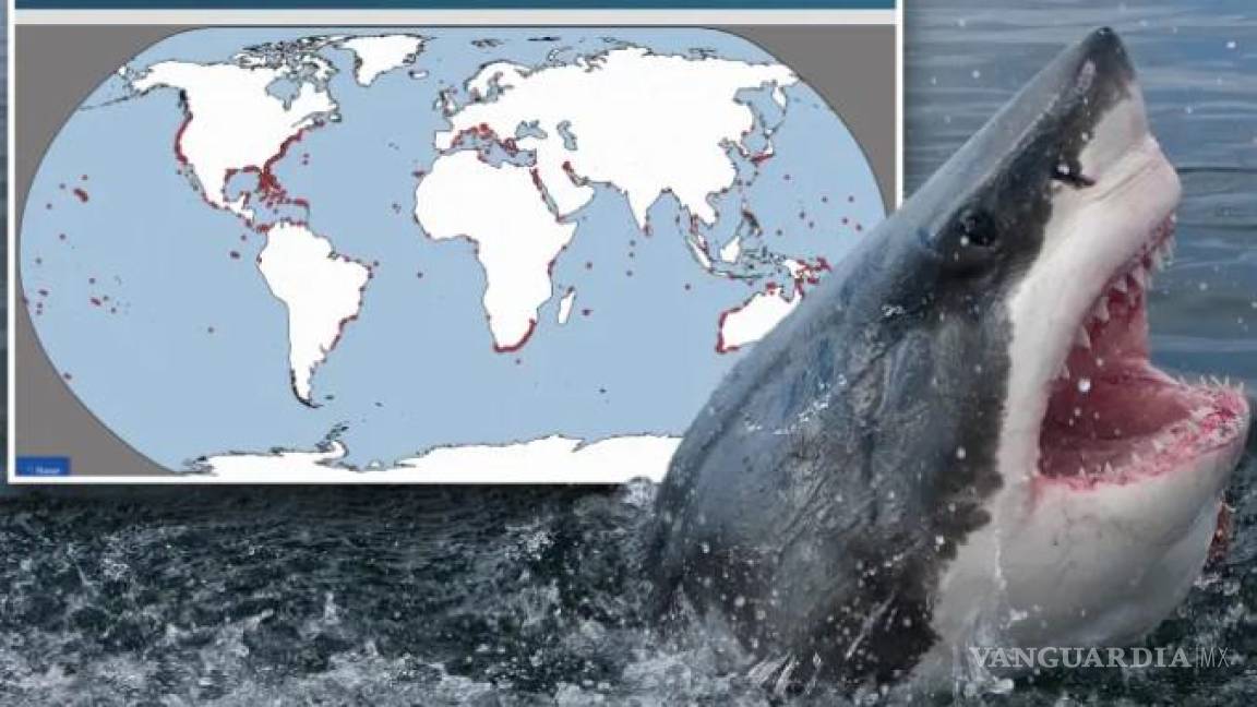Estos son los lugares más peligrosos del mundo para un ataque de tiburones
