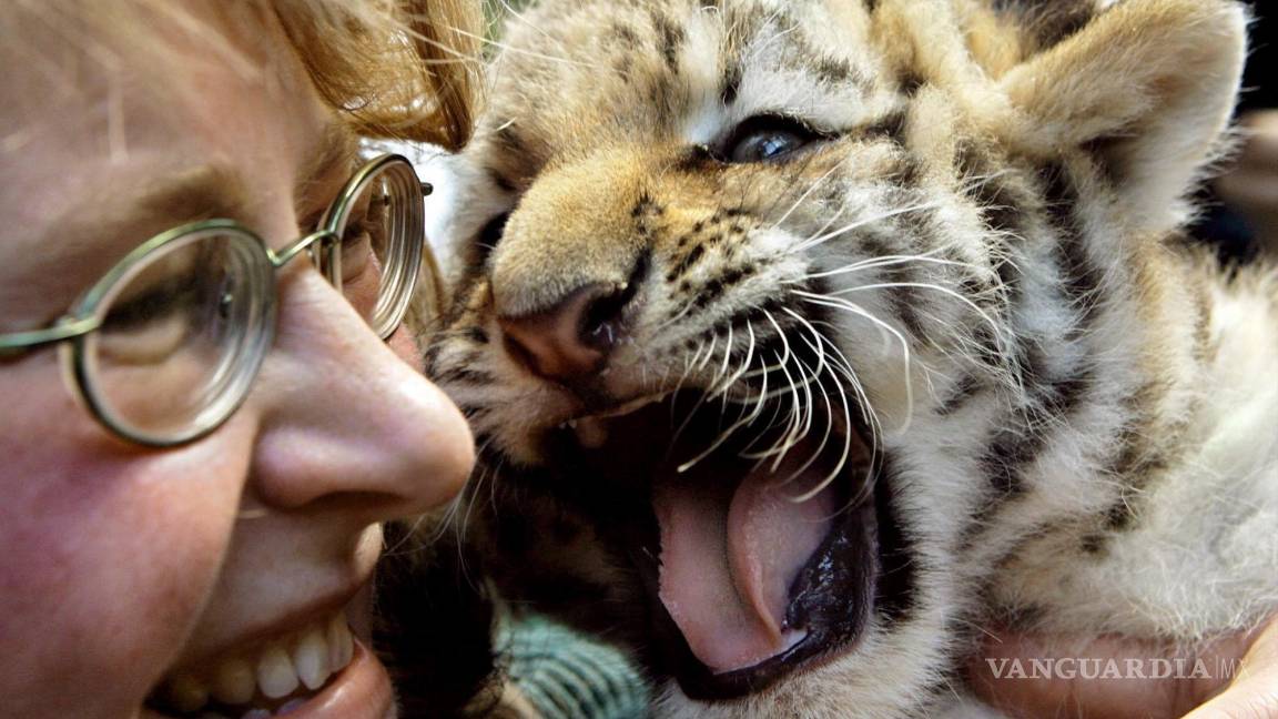 $!El pequeño tigre siberiano Darius gruñe en los brazos de su cuidadora Andrea Berkling en Berlín, Alemania. EFE/Steffen Kugler