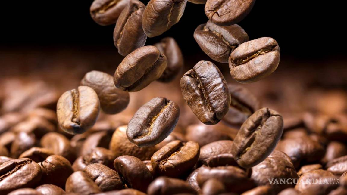 $!Granos de café Geisha recien tostado. Para los geishas el precio base es de 100 dólares por kilogramo y para los varietales 60 dólares.