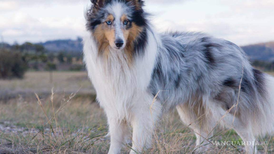 $!¿Cuáles son las 10 razas de perros más inteligentes?