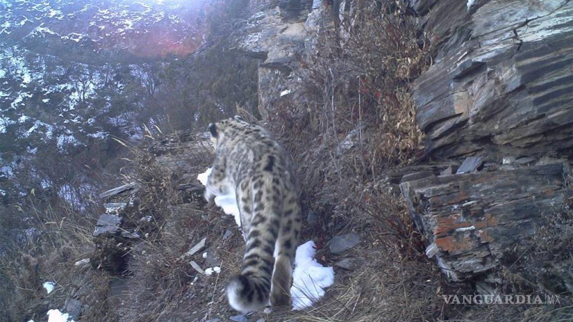 Por primera vez avistan a un leopardo de las nieves en el Tíbet