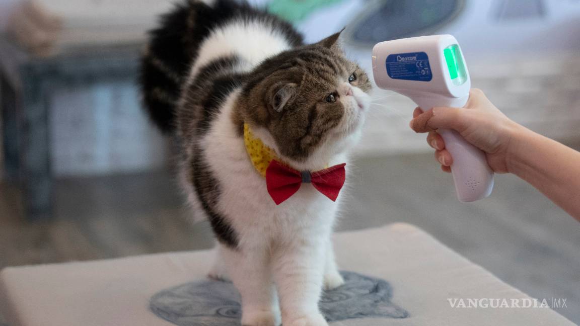 $!Detectan el primer caso de gato con coronavirus en España, el sexto del mundo