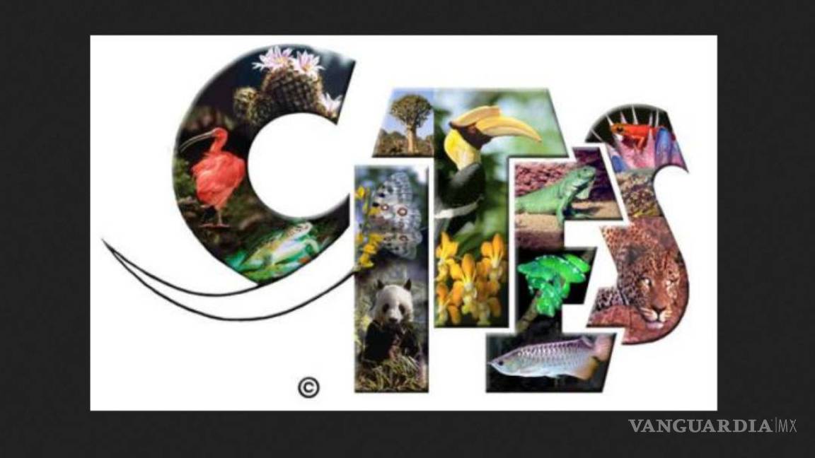 $!Decisiones de vida o muerte en la cumbre de protección de especies