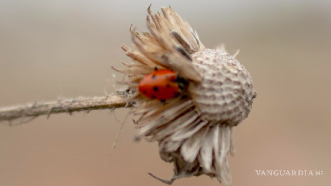$!Fernando García: Enamorado de las artes
