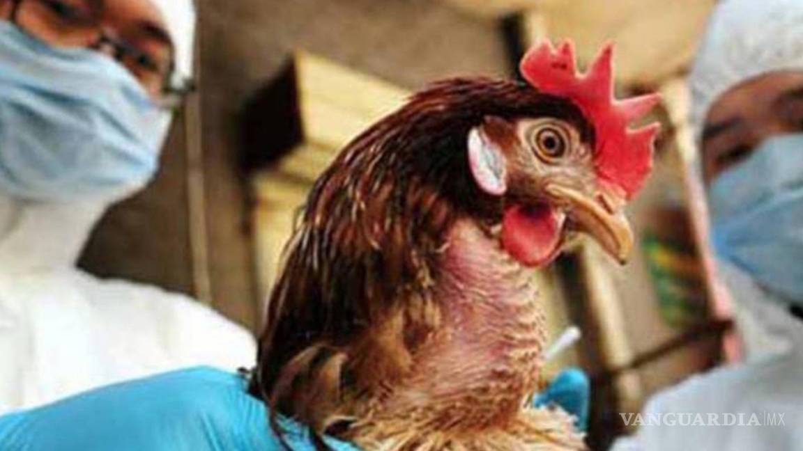 China confirma tercer caso de gripe aviar H3N8 en humanos, ‘riesgo sigue bajo’, aseguran