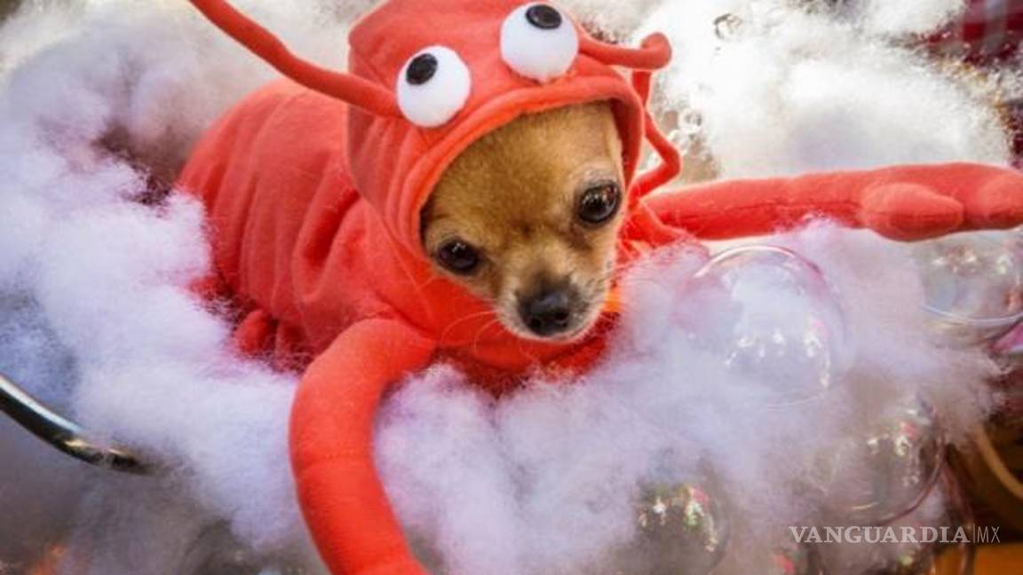 $!Ideas para disfraces de Halloween... ¡tu mascota lucirá adorable!