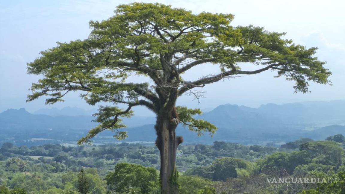 Conoce la ceiba, el majestuoso árbol sagrado de los mayas