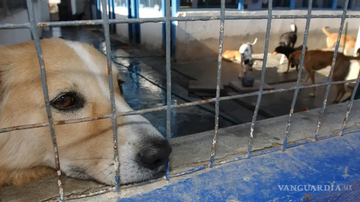 Saltillo tendrá un Centro de Bienestar Animal, en lugar de Control Canino, aún no hay fecha