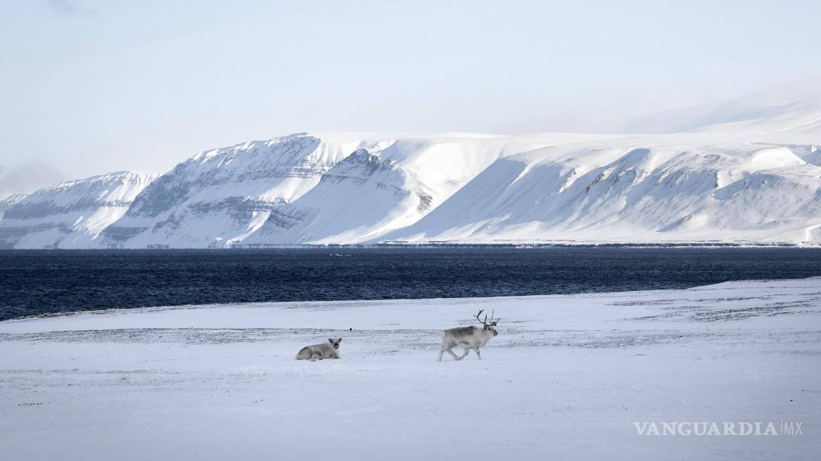 $!Renos en ruta entre los asentamientos de Longyearbyen y Barentsburg, Svalbard. Noruega intensifca sus esfuerzos para afirmar su soberanía sobre Svalbard.