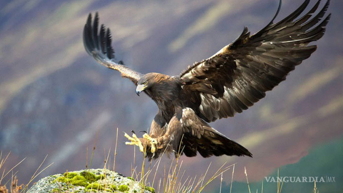 Se suma Museo del Desierto en Saltillo al programa de reproducción del águila real