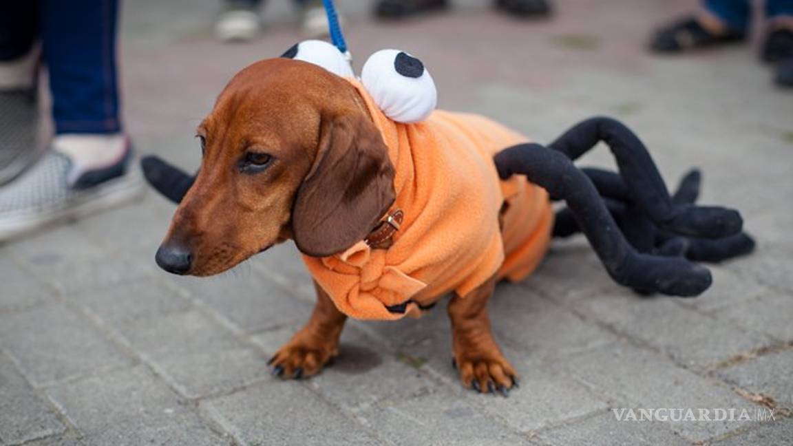 $!Ideas para disfraces de Halloween... ¡tu mascota lucirá adorable!