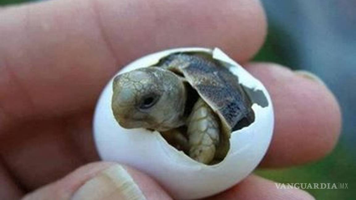 $!¿Sabías que?... 30 datos curiosos que posiblemente desconozcas