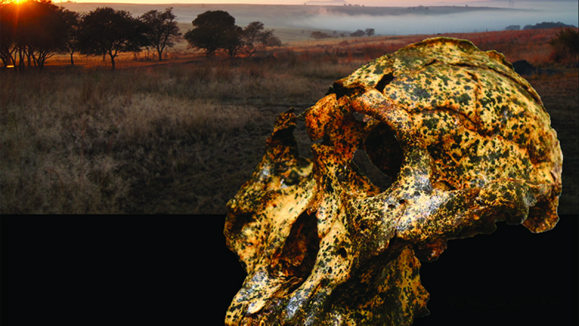 Paranthropus robustus muestra cambios evolutivos en una especie humana extinta