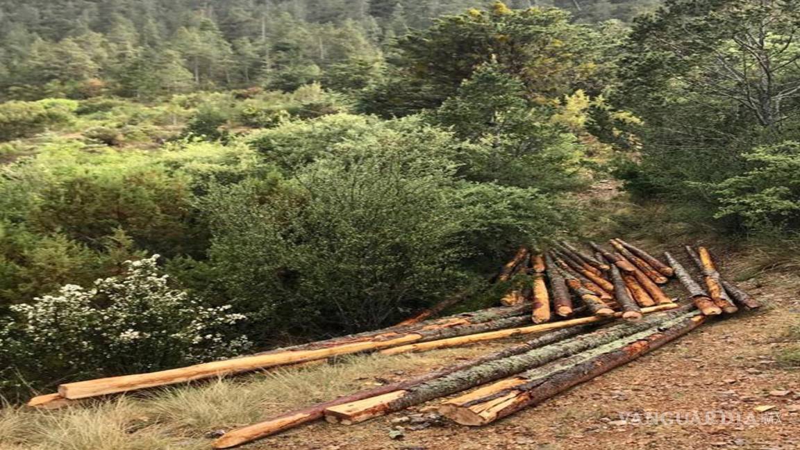 Persiste tala ilegal en Arteaga; denuncias del 2018 no han sido resueltas por la Profepa